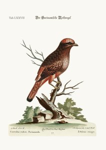De rode vogel uit Suriname, 1749-73